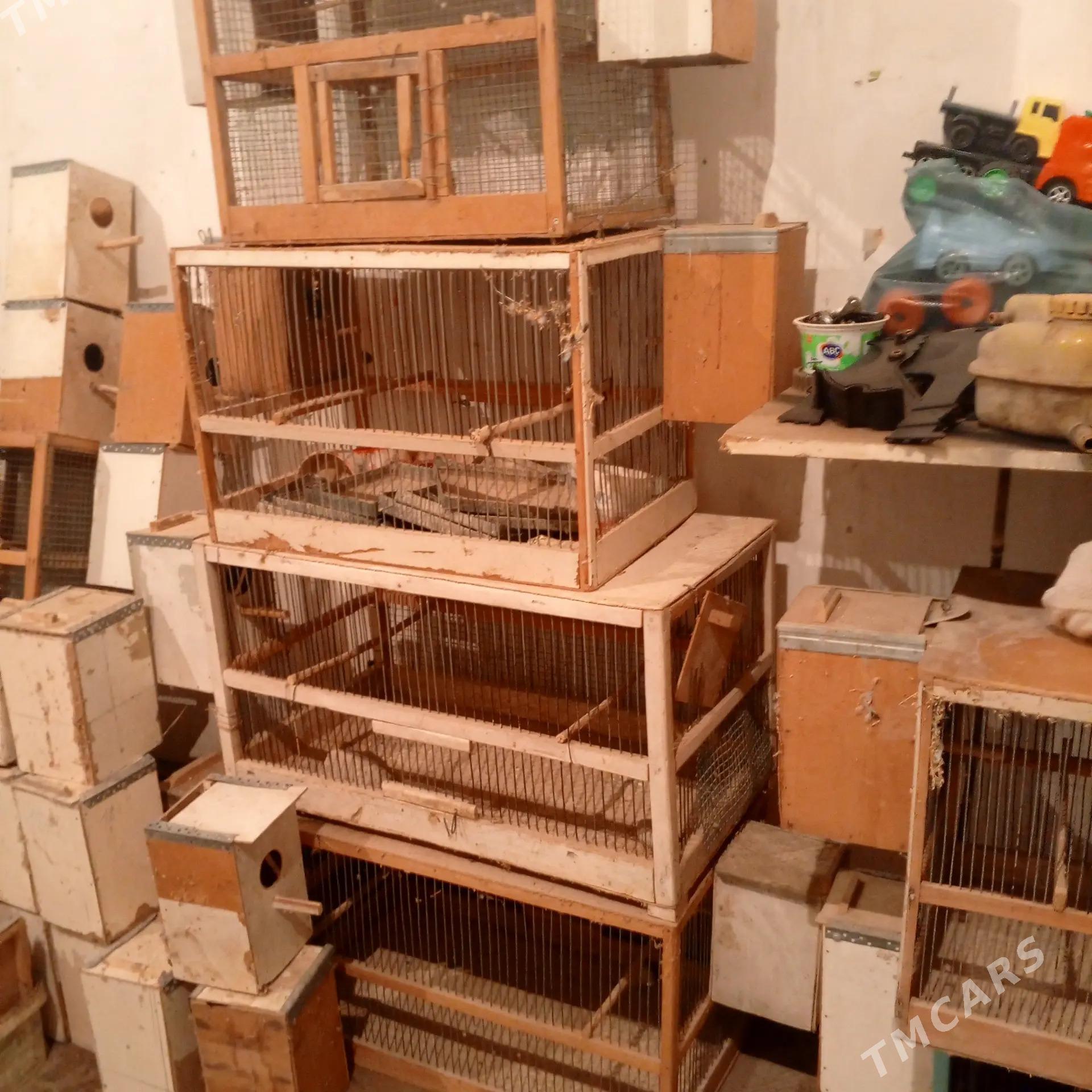 Ketek popugay - Чарджоу - img 5