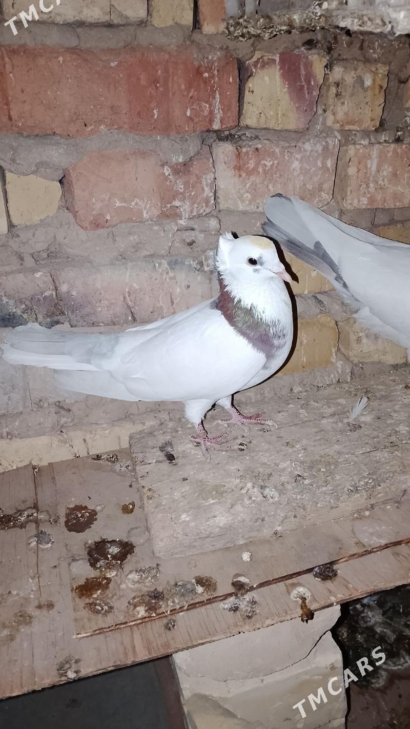 kepderi - Мары - img 3