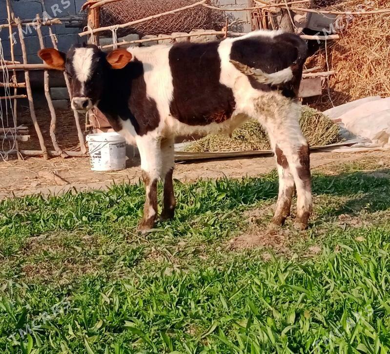 okuz - Бахарден - img 2