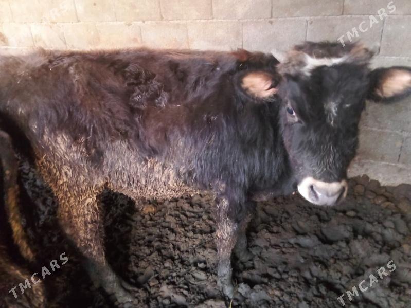 öküz - Гёкдепе - img 2