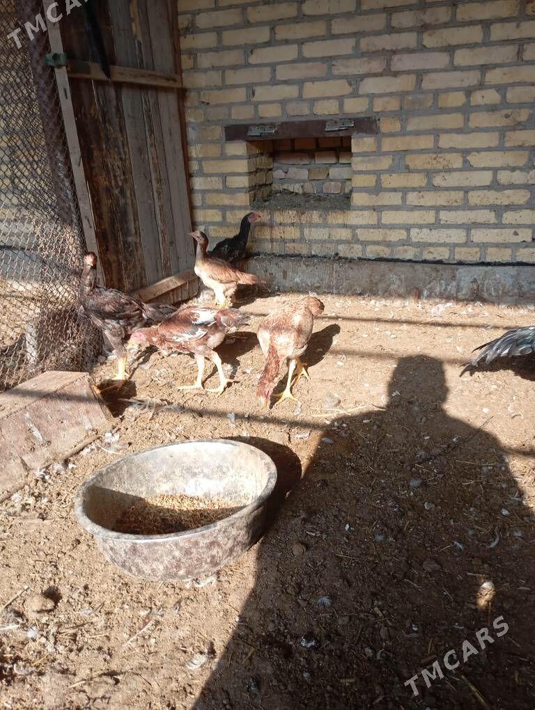 horaz - Чарджоу - img 2