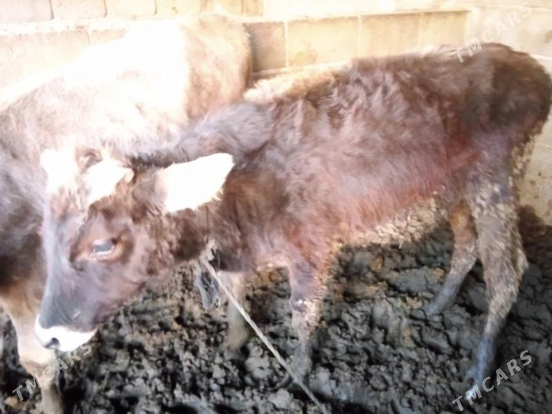 öküz - Gökdepe - img 6