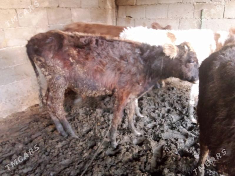 öküz - Gökdepe - img 3