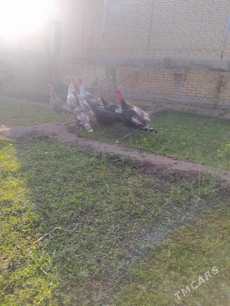 iduk - Çärjew - img 3