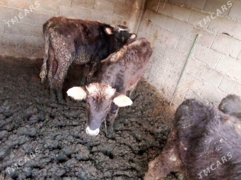 öküz - Gökdepe - img 2