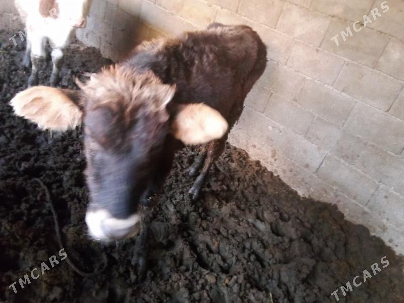 öküz - Gökdepe - img 7