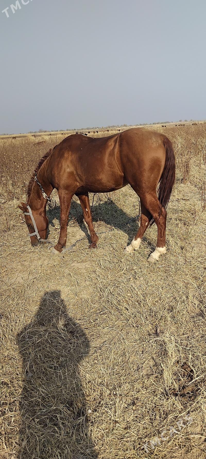 Edepli - Wekilbazar - img 2