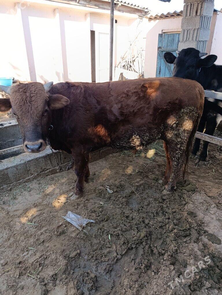 okuz - Ak bugdaý etraby - img 2