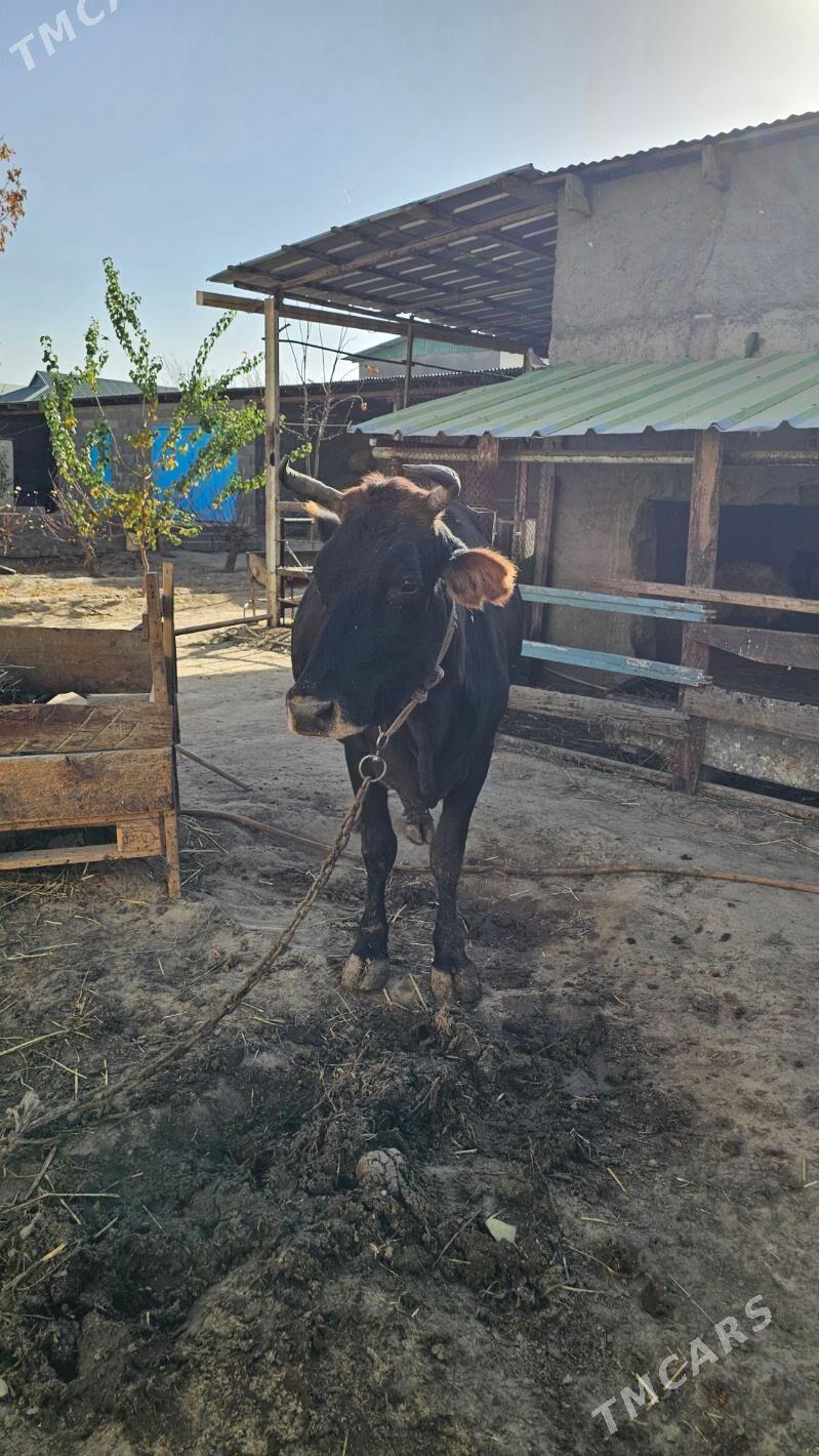 sygyr - Ашхабад - img 2