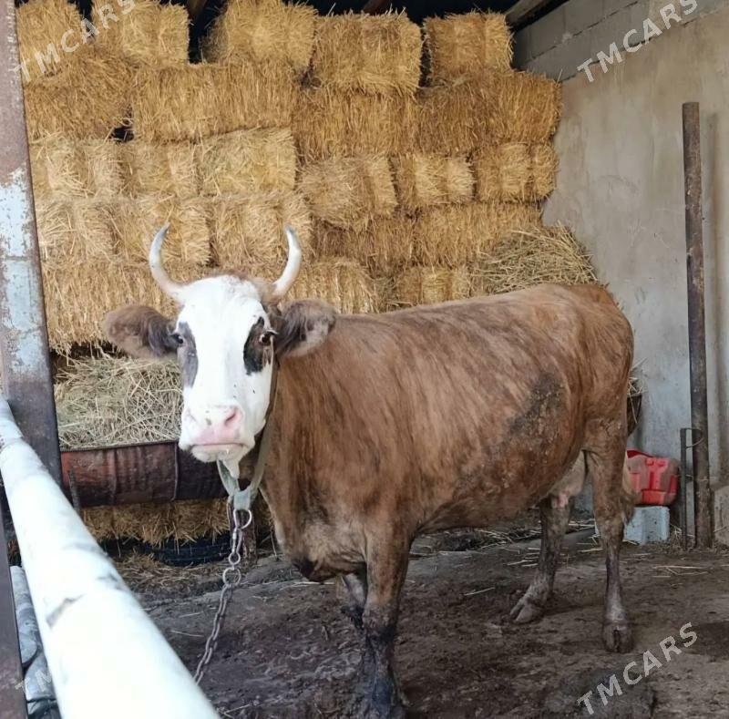 sygyr - Ашхабад - img 2