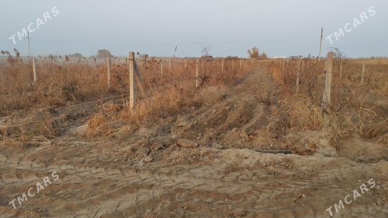 ekin ýer - Ашхабад - img 4