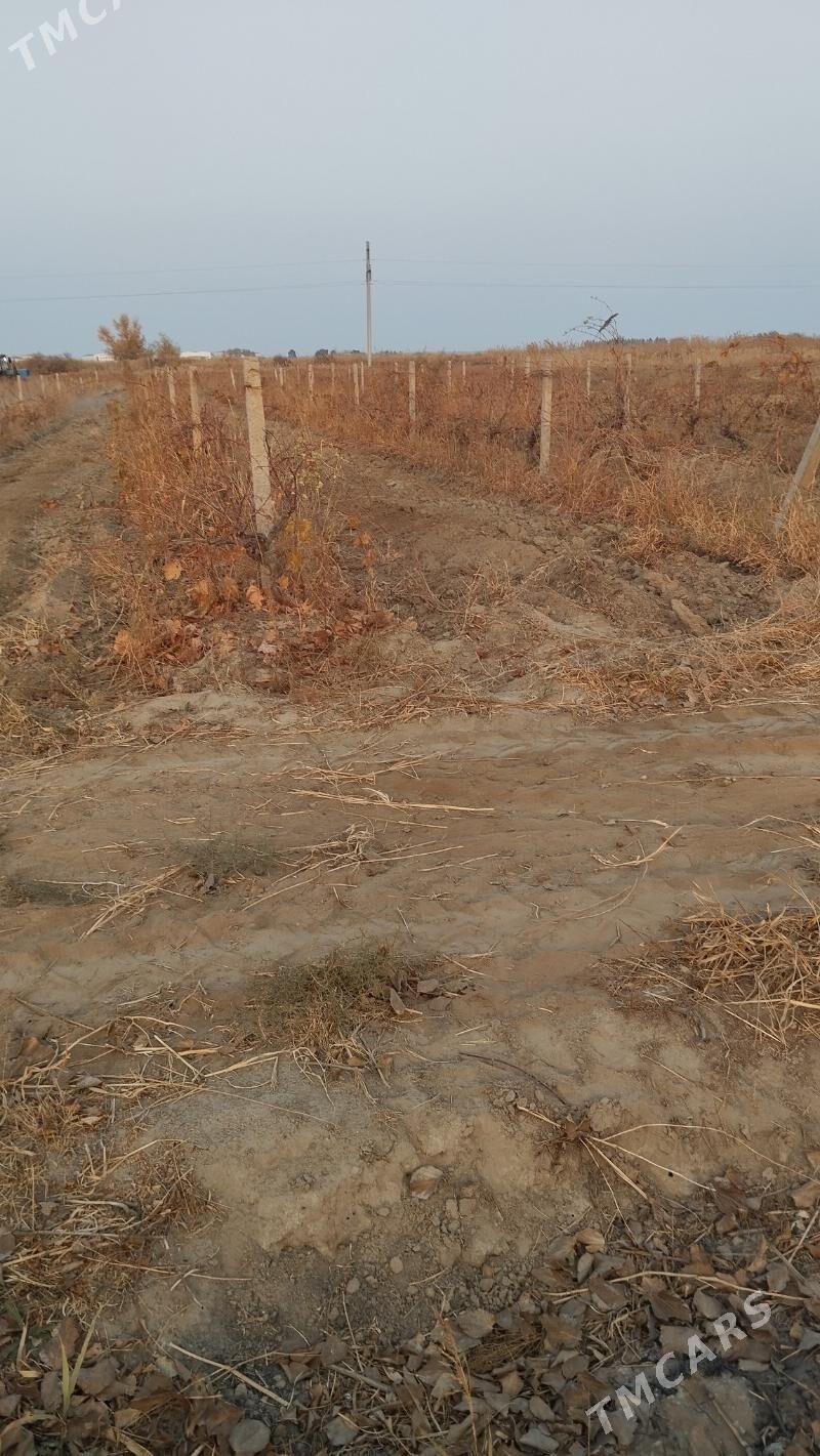 ekin ýer - Ашхабад - img 3