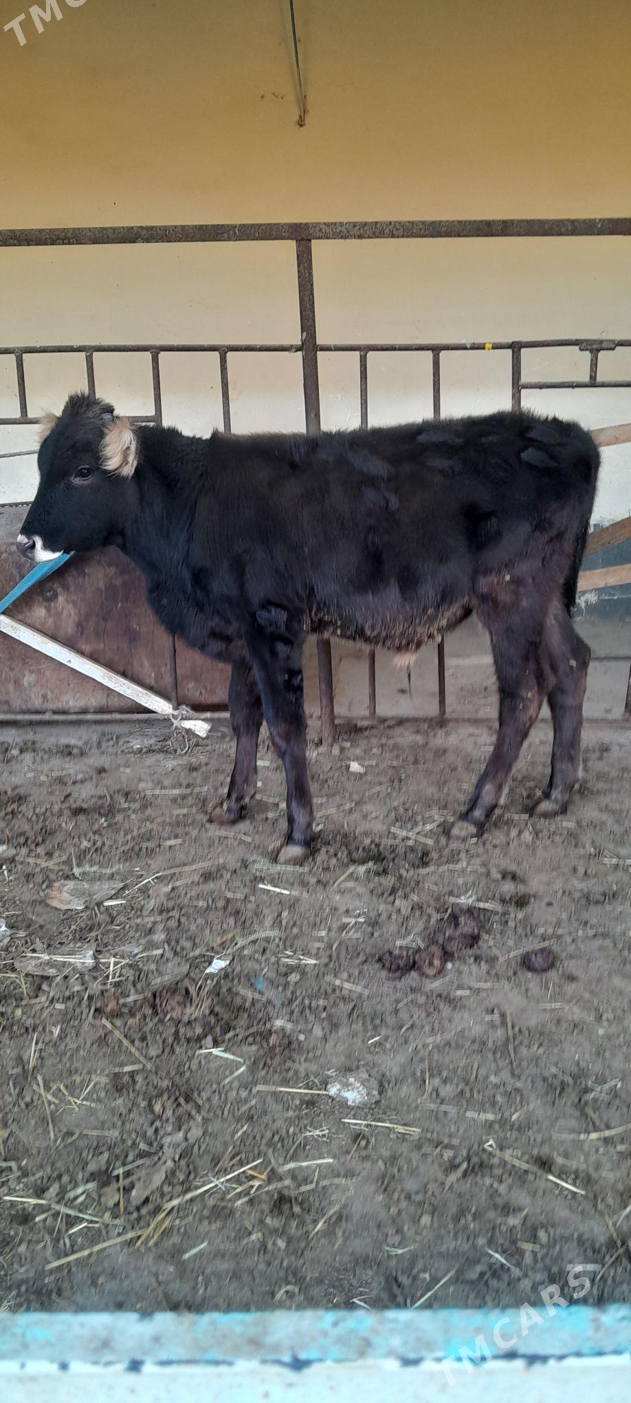 şiwes öküz - Бахарден - img 2