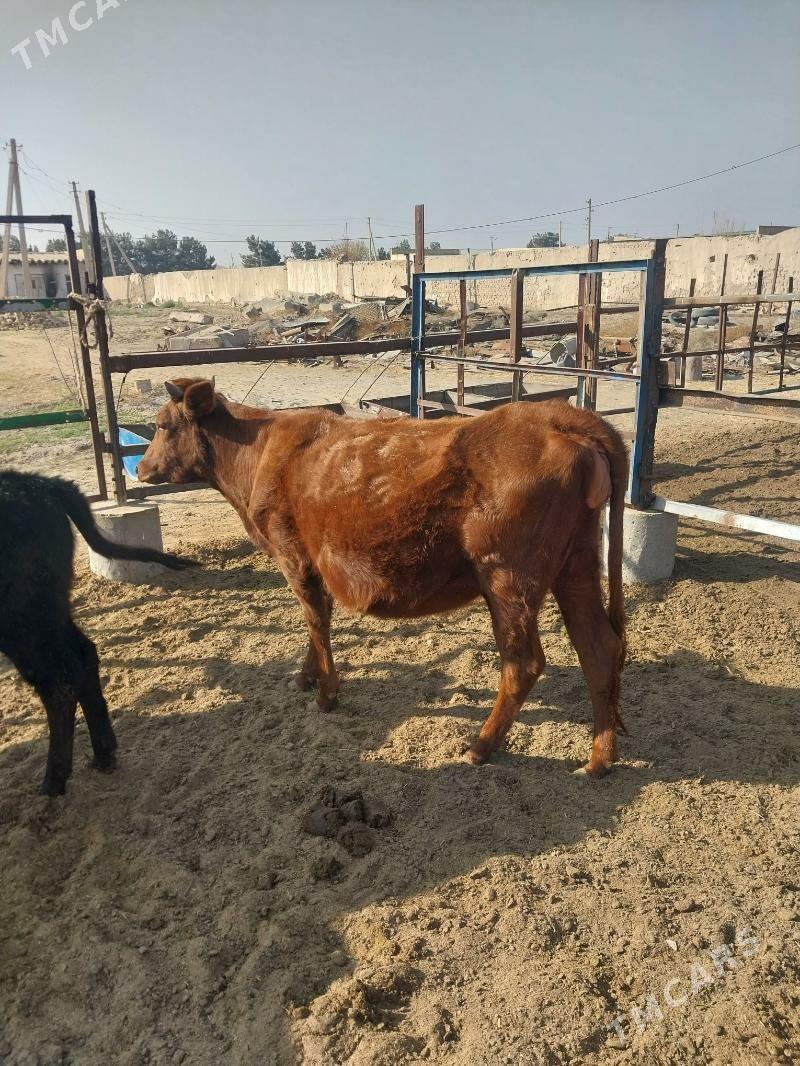 Bogaz gunajyn - Saýat - img 1