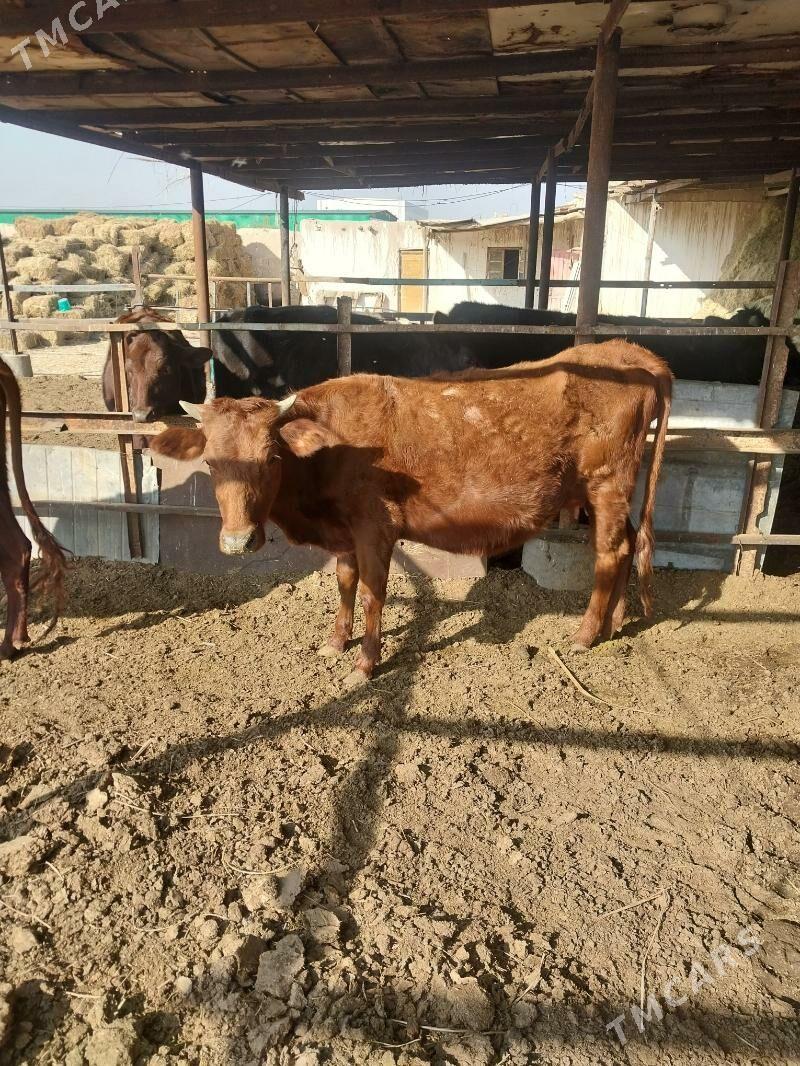 Bogaz gunajyn - Saýat - img 2