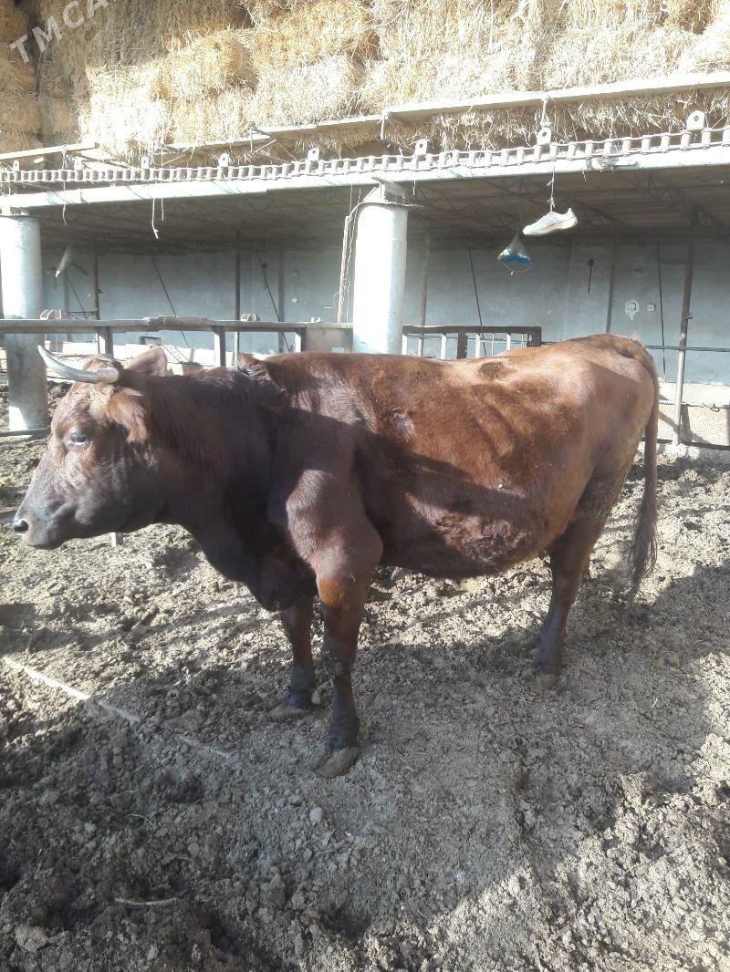 Bogaz gunajyn - Saýat - img 3