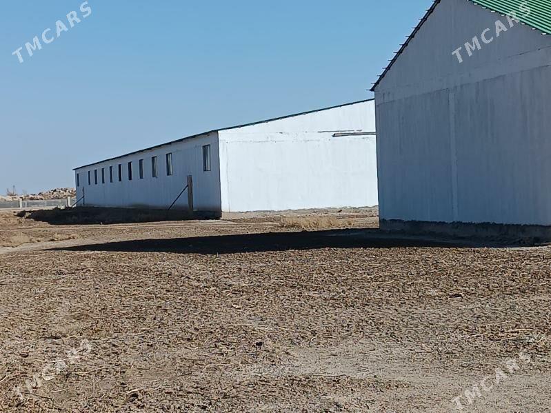 Maldarçylyk ferma - Ruhubelent etraby - img 6