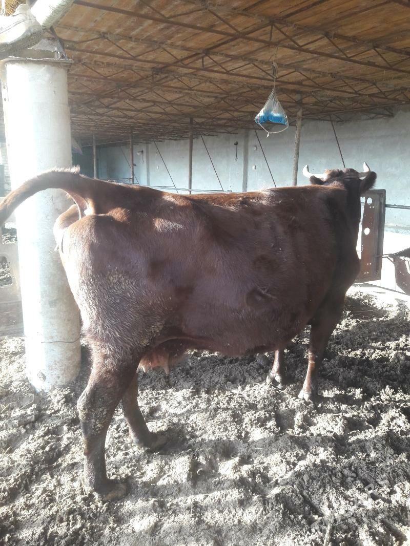 Bogaz gunajyn - Saýat - img 4