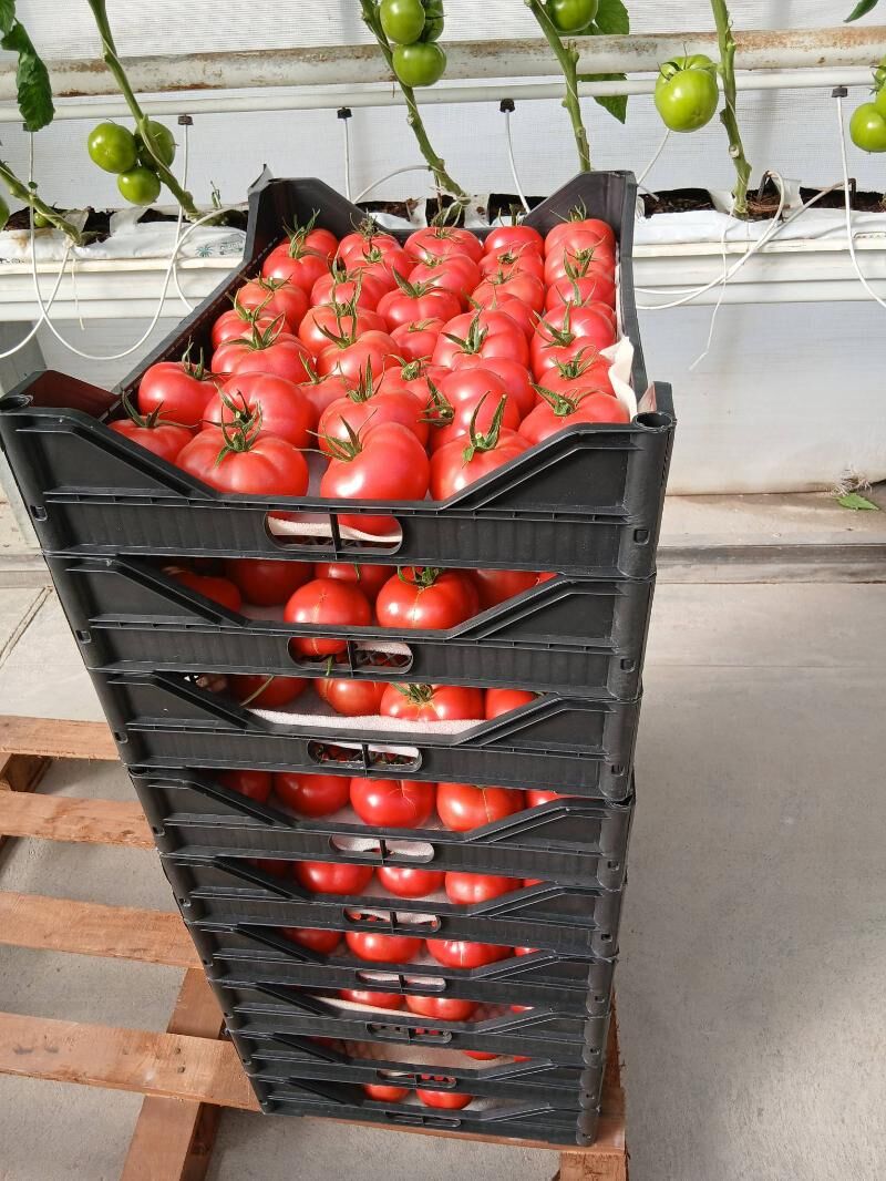 ishgar gerek - Бузмеин - img 2