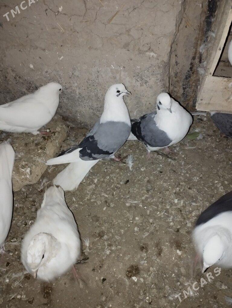 kepderi - Дашогуз - img 5