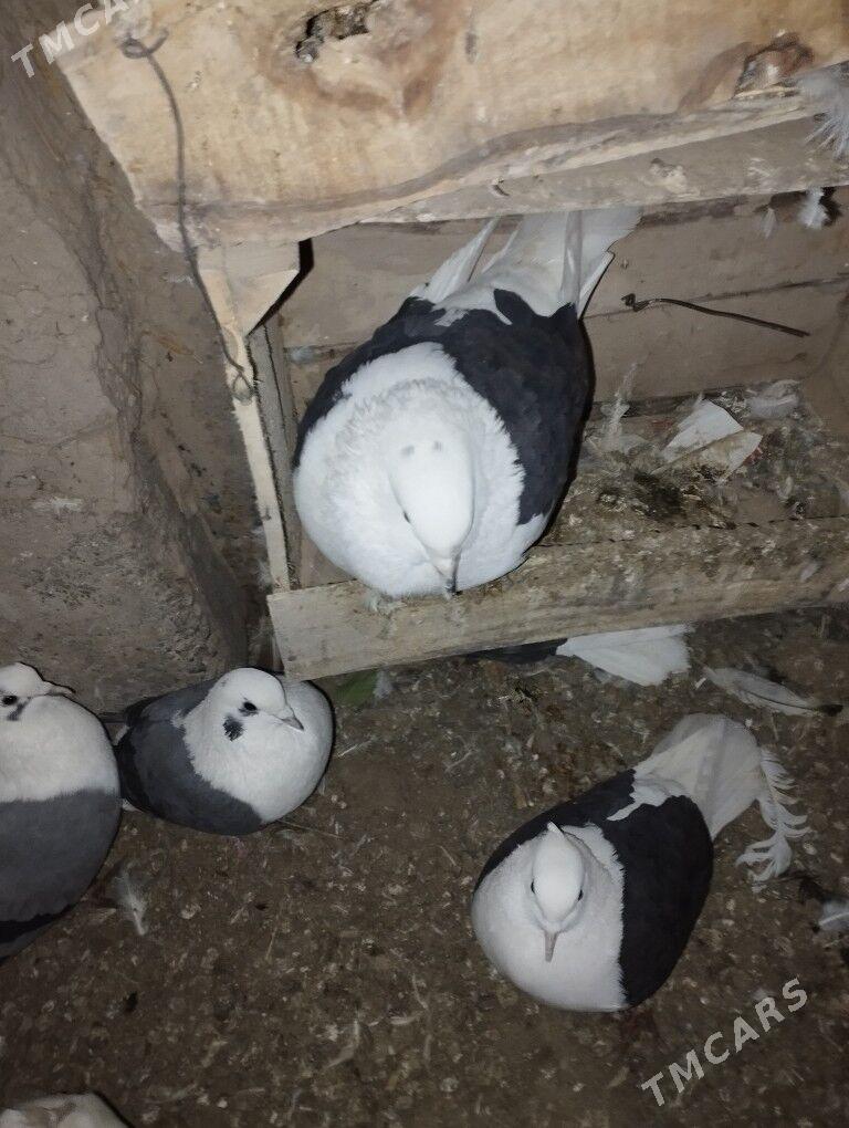 kepderi - Дашогуз - img 10