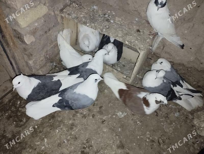 kepderi - Дашогуз - img 4