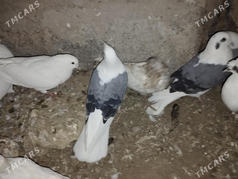 kepderi - Дашогуз - img 7