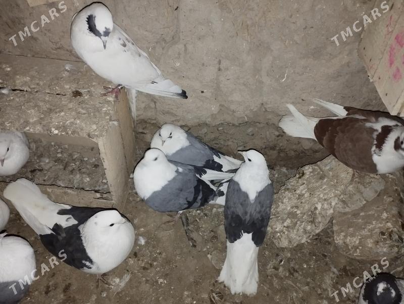 kepderi - Дашогуз - img 2