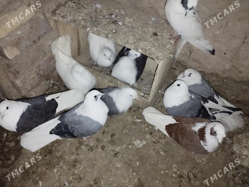 kepderi - Дашогуз - img 8