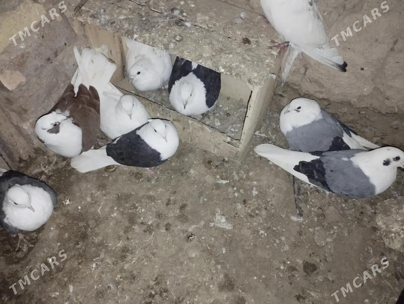 kepderi - Дашогуз - img 9