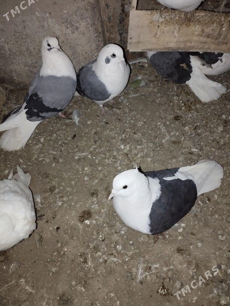 kepderi - Дашогуз - img 6