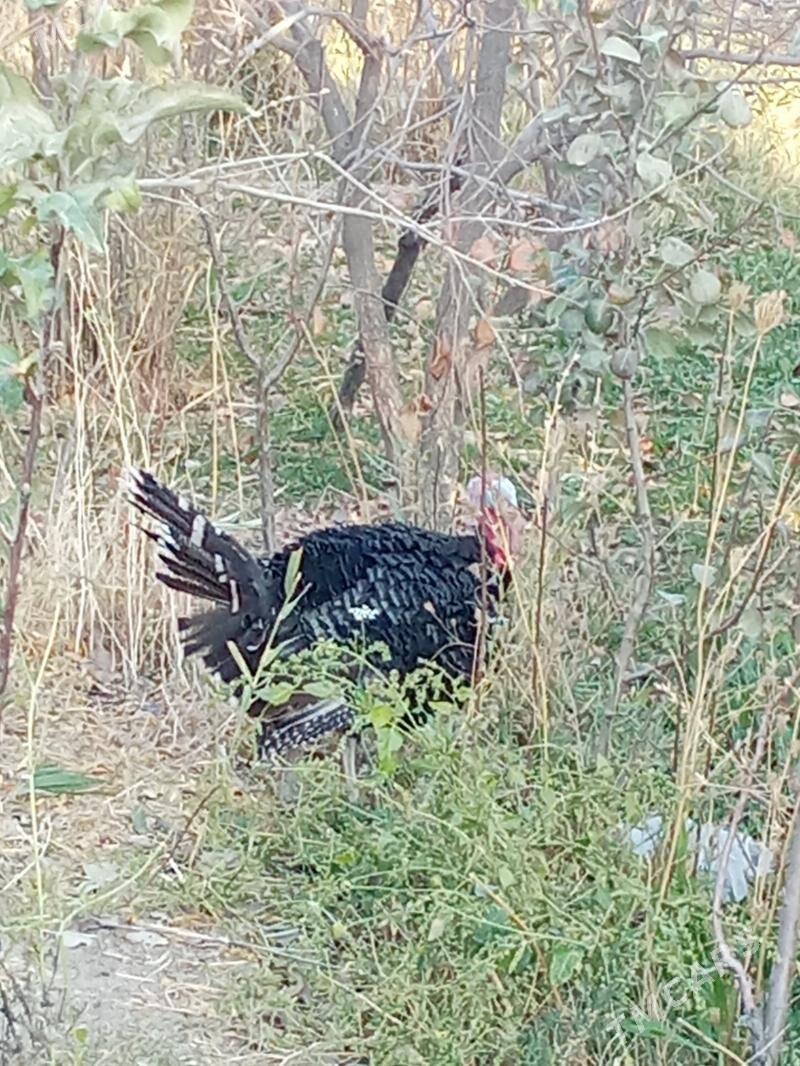 induska - Kaka - img 3