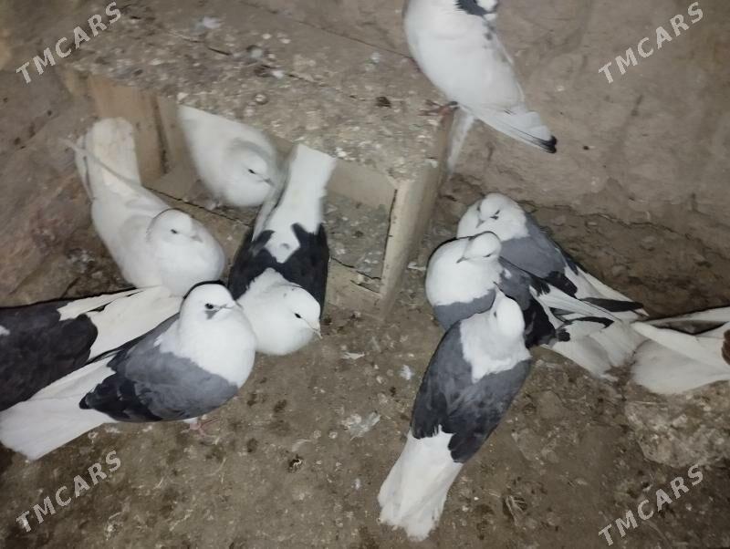 kepderi - Дашогуз - img 3