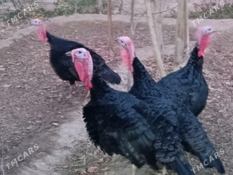 Induk - Мары - img 2