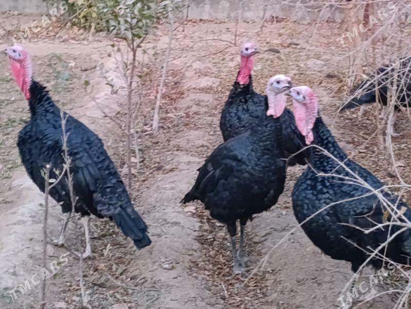 Induk - Мары - img 4