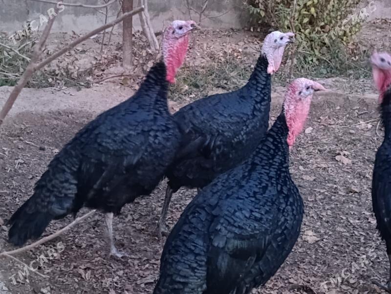 Induk - Мары - img 3