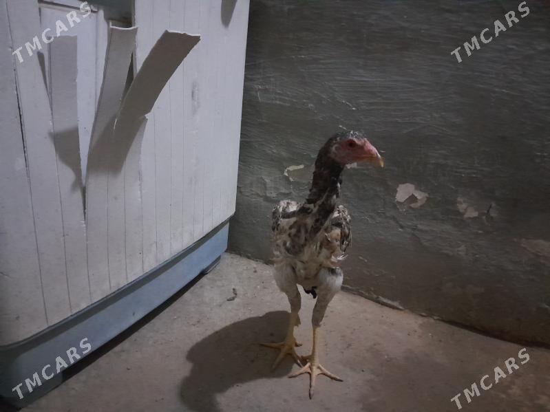 Tasgent - Gyzylarbat - img 3