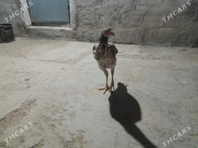 Tasgent - Gyzylarbat - img 2