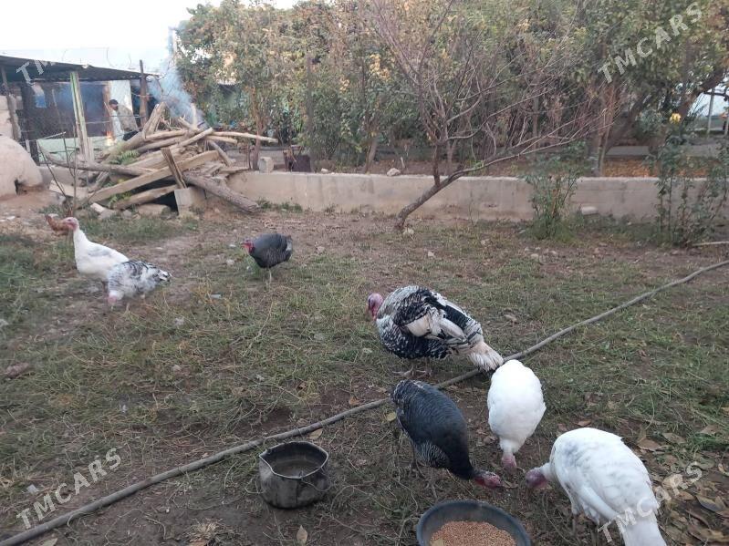 induska - Кака - img 2