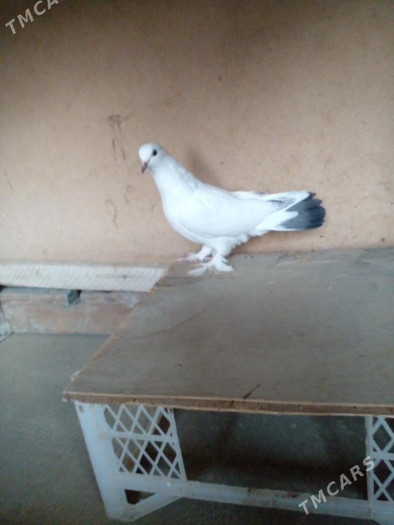 Кепери - Bäherden - img 3