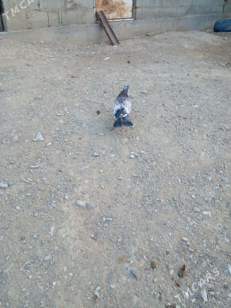 Кепери - Bäherden - img 4