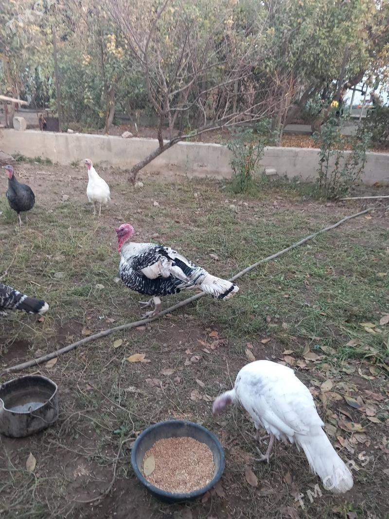 induska - Кака - img 3