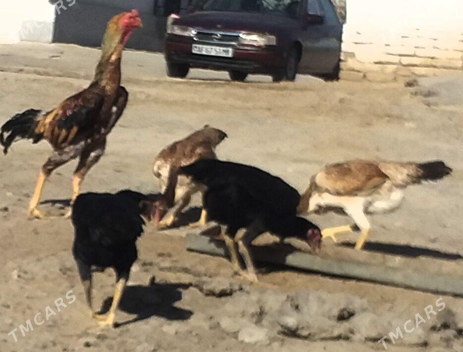 baysow towuklar - Мары - img 2