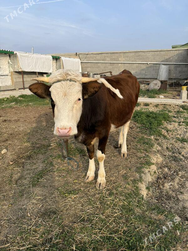 tuwe - Ашхабад - img 2