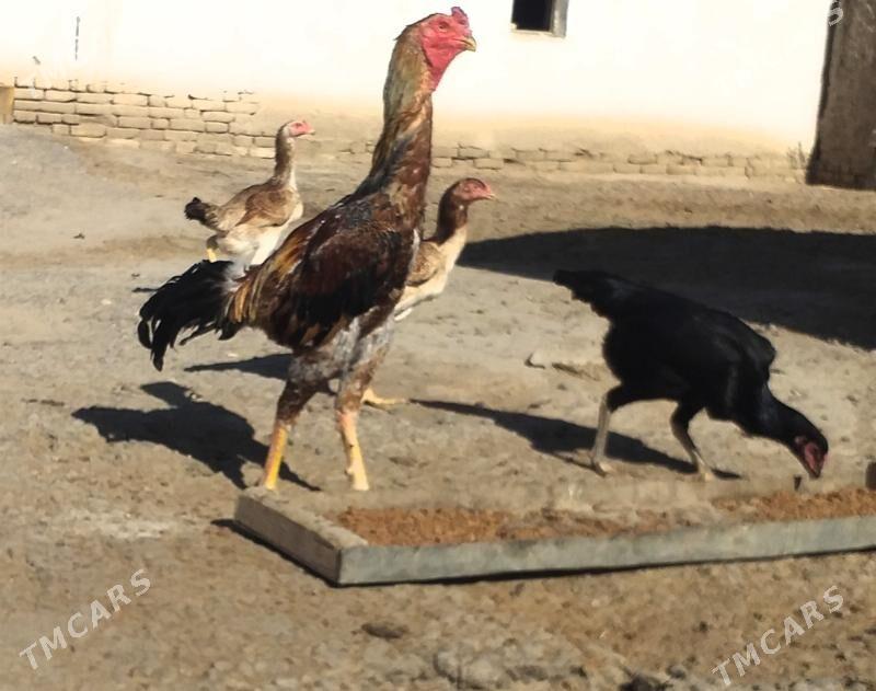 baysow towuklar - Мары - img 5