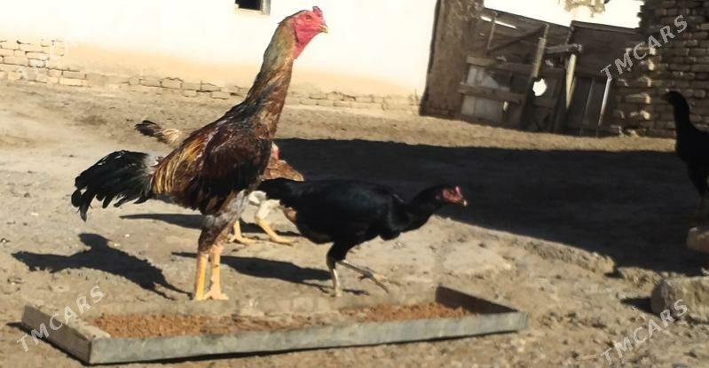 baysow towuklar - Мары - img 4