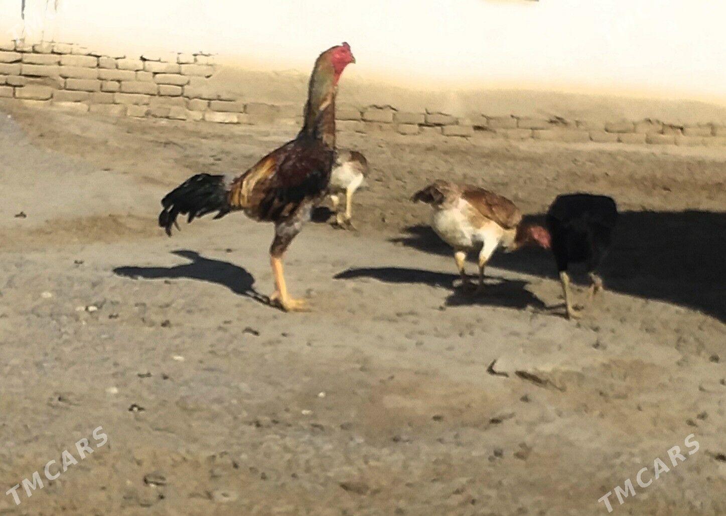 baysow towuklar - Мары - img 3