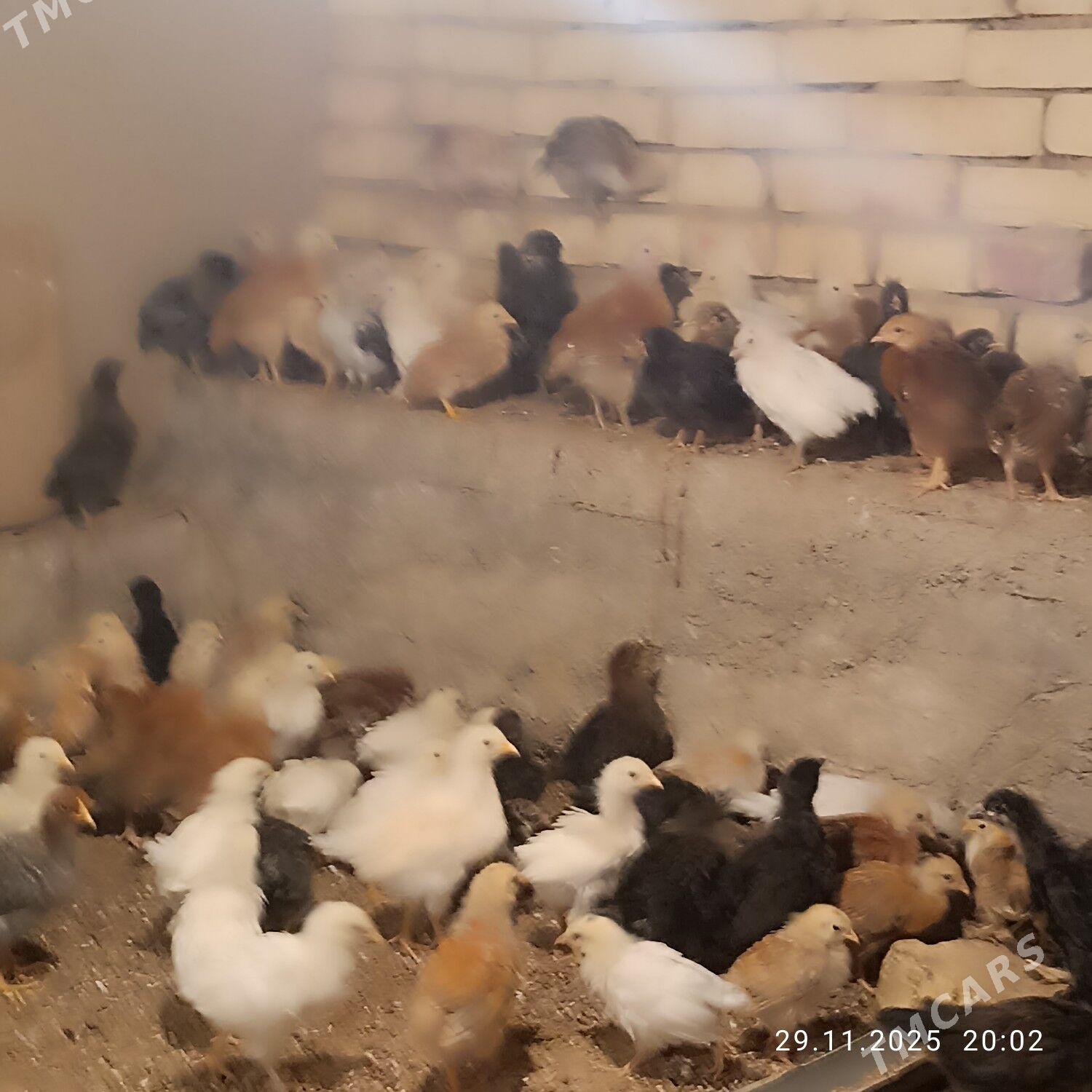 towuk juje - Байрамали - img 4