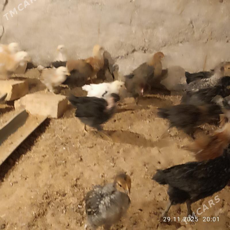 towuk juje - Байрамали - img 2