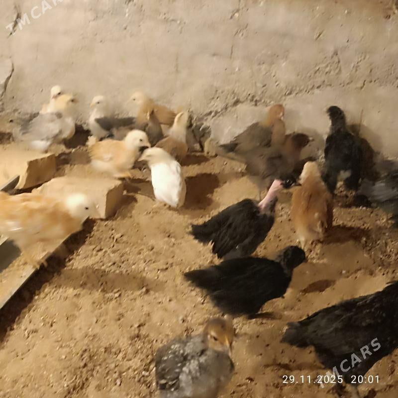 towuk juje - Байрамали - img 1